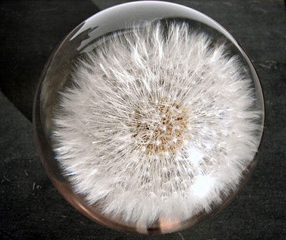 Dichtes, weißes Pusteblumen-Kopf in einer Glaskugel, auf dunklem Hintergrund.