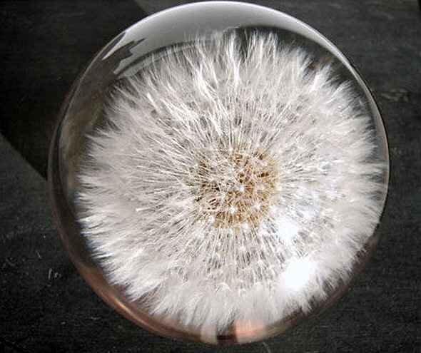 Briefbeschwerer Pusteblume