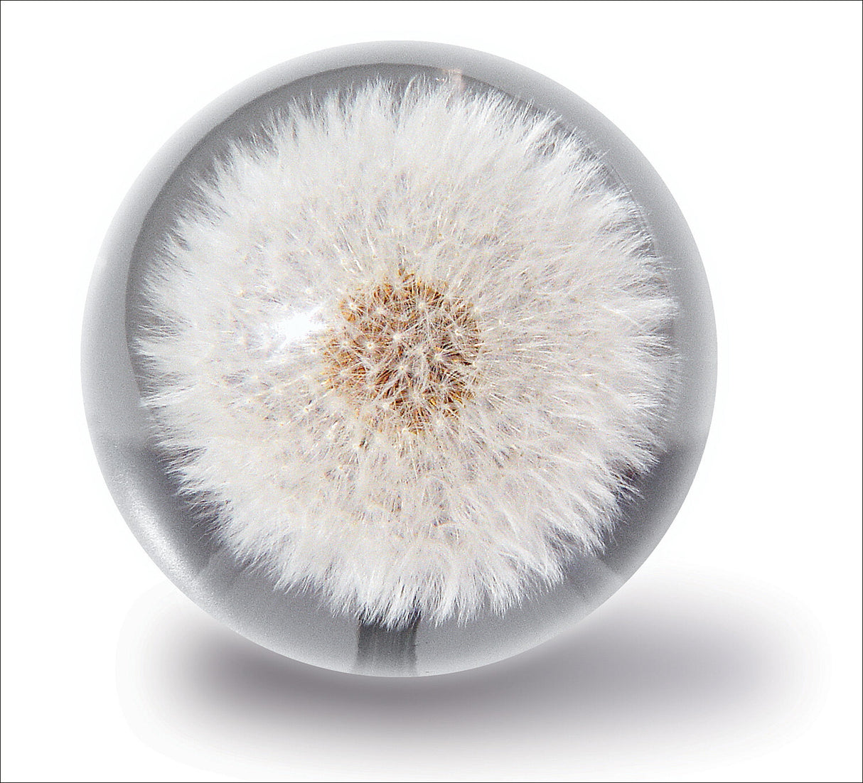 Weißer, flauschiger Pusteblumen-Kopf in einer transparenten Kugel auf weißem Hintergrund.