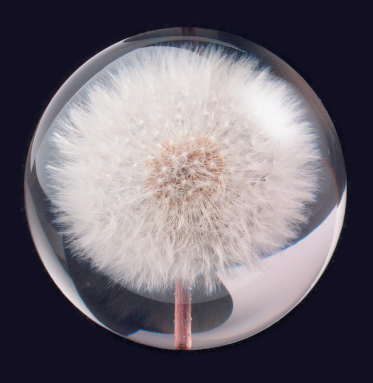 Pusteblume in einer Glaskugel vor schwarzem Hintergrund.
