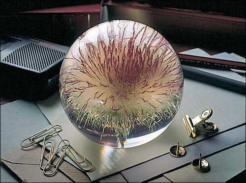 Glaskugel mit getrocknetem Pflanzenabdruck, Büroklammern, Klammer und Pinnnadel auf Schreibtisch.