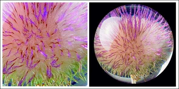 Makroaufnahme einer Pflanze mit pinken und grünen Stacheln, links Nahaufnahme, rechts in einer Glaskugel.