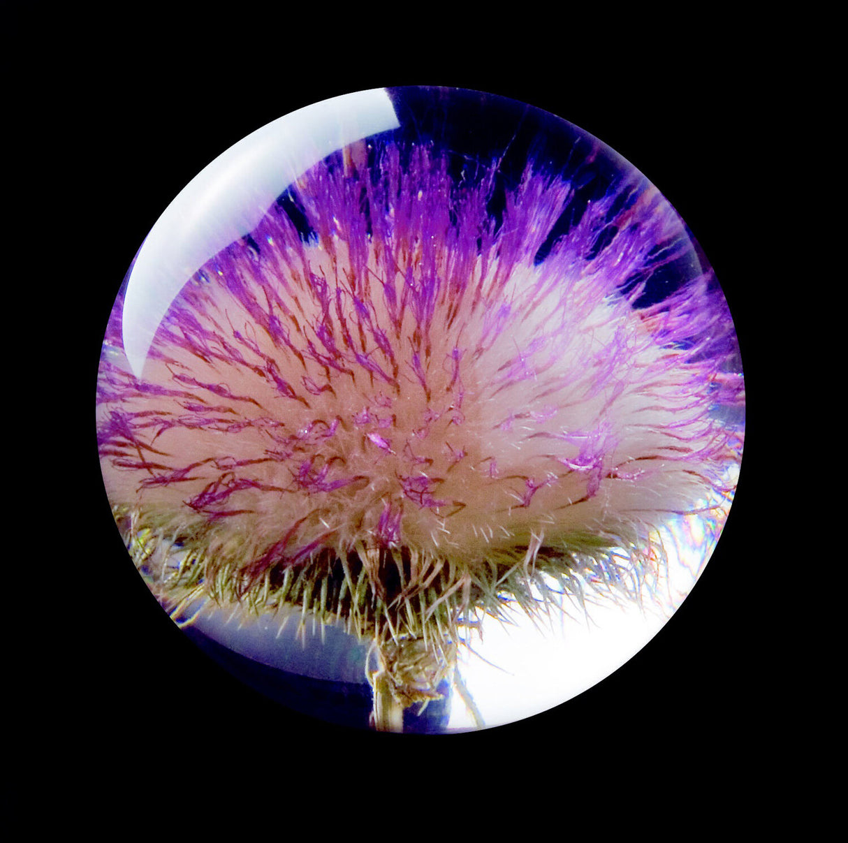 Nahaufnahme einer Pflanze mit violetten und pinken feinen, verzweigten Strukturen auf einem Stängel, vor schwarzem Hintergrund.