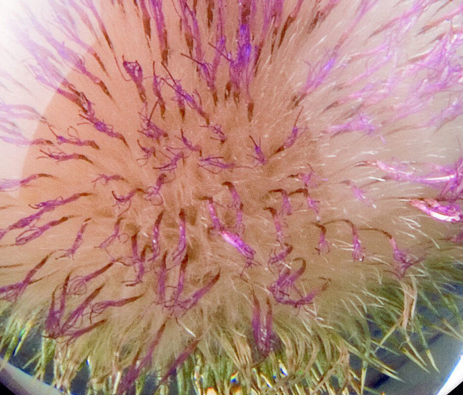 Nahaufnahme einer Blüte mit gelben, braunen und lila Strukturen, die an Samen oder Staubblätter erinnern.