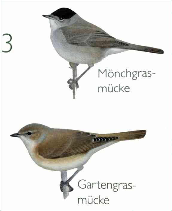 Zwei Vögel, oben Mönchgrasmücke, unten Gartengrasmücke, jeweils mit Bein an einer Schnur befestigt.