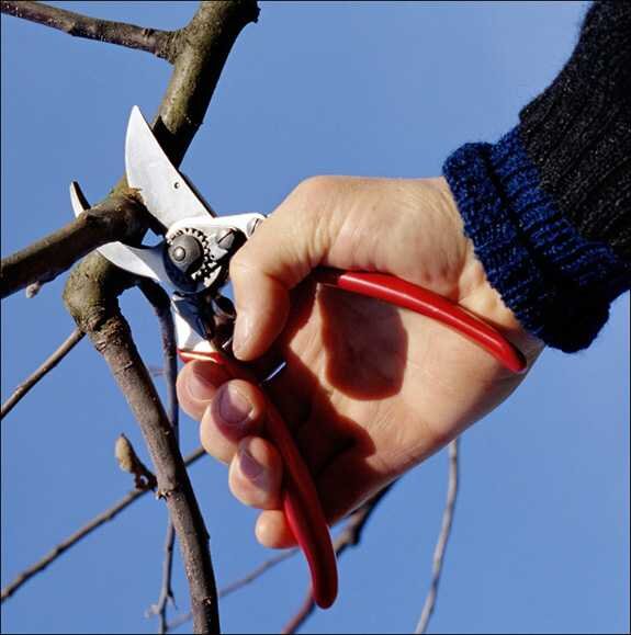 Hand schneidet Äste mit Gartenschere, trägt blaue Jacke, gegen blauen Himmel.