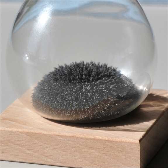 Rundes, schwarzes Objekt mit spitzen, stachelartigen Strukturen in einem Glas auf Holzplatte.