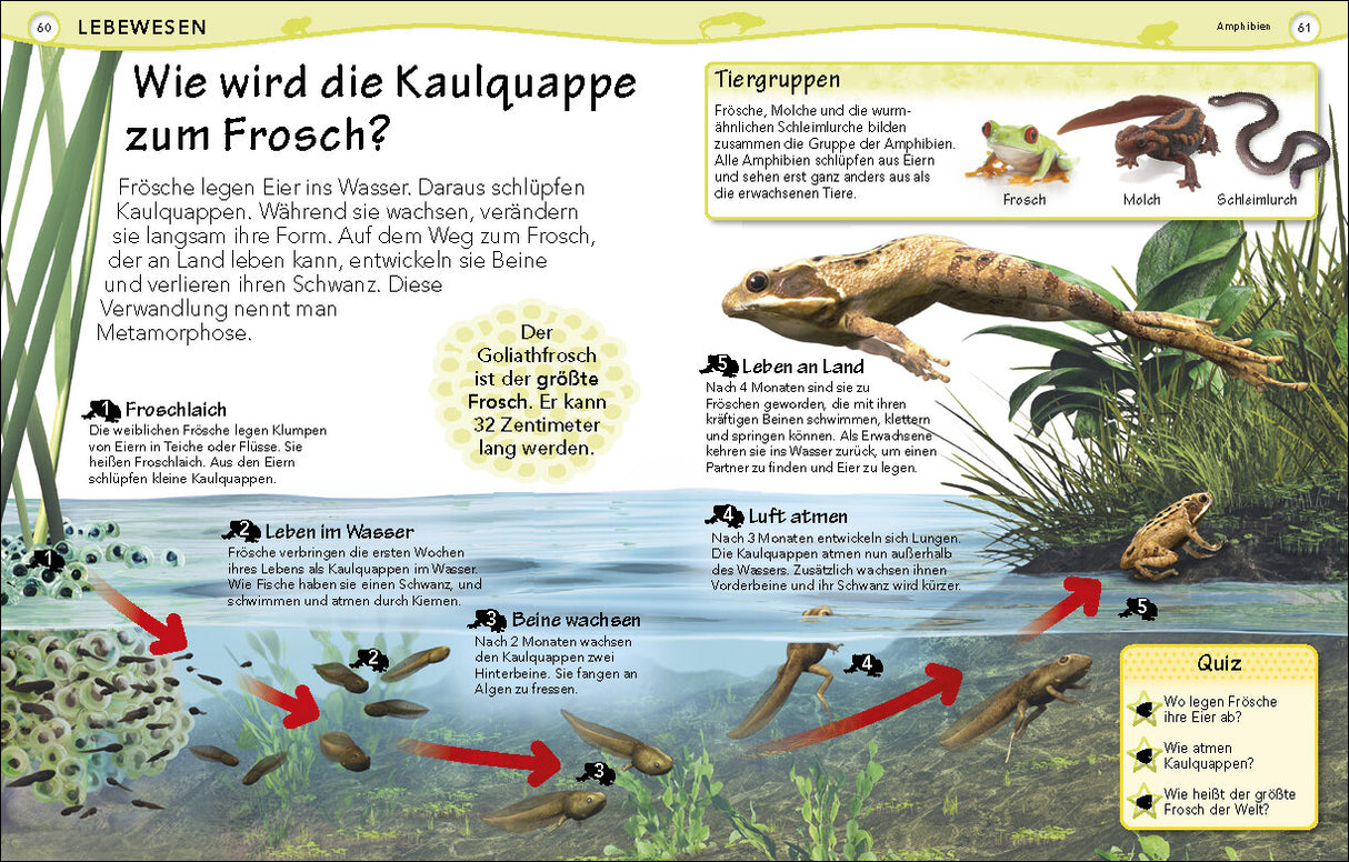 Illustration des Entwicklungsprozesses einer Kaulquappe vom Ei bis zum Frosch mit Beschreibungen und einem Quiz.
