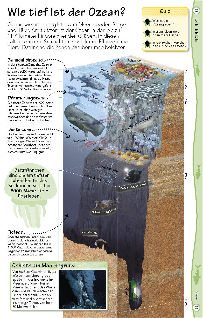 Querschnitt durch den Meeresboden mit verschiedenen Zonen, Meereslebewesen und Tiefenangaben.