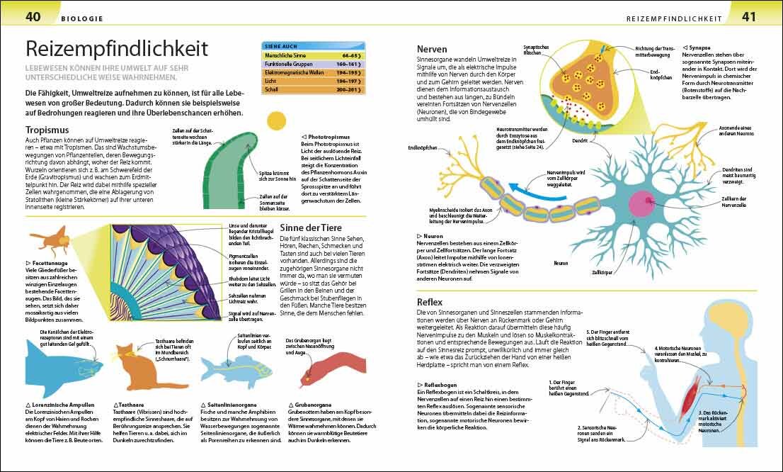 Nervenzellen mit Synapsen, Axon, Dendriten, Neuronen, Reflex, Synapsenübertragung, Signalübertragung, Nervenzelle.