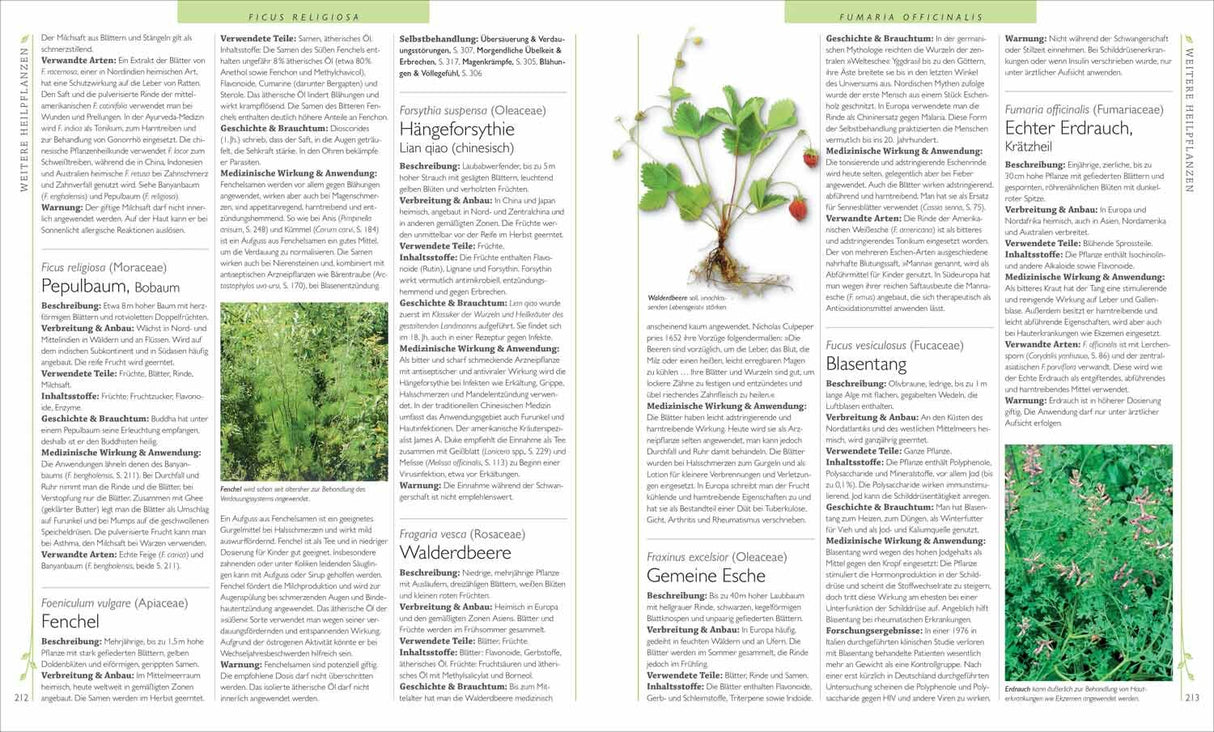 Seiten mit Text über verschiedene Pflanzenarten, deren Beschreibung, Verwendung und medizinische Wirkung.