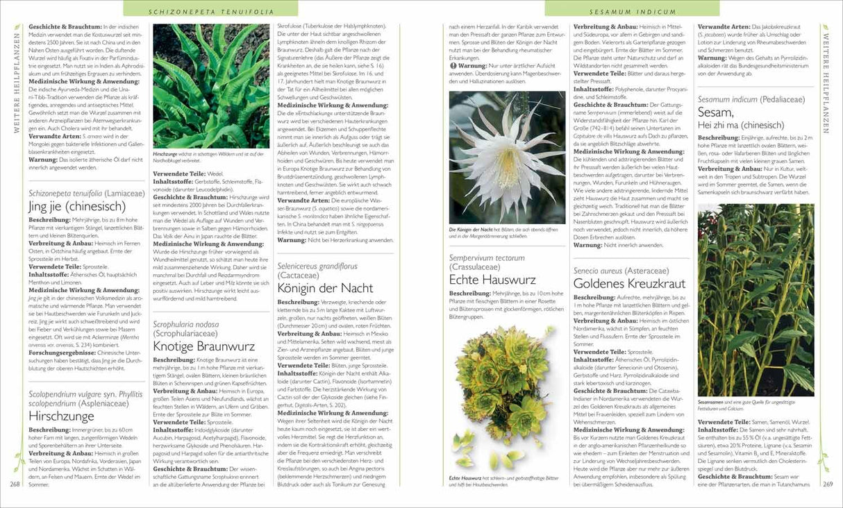 Weiße, blühende Kaktusart mit langen, spitzen Blüten, auf Seite 269 eines Pflanzenbuchs.