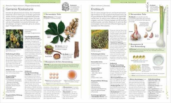 Seiten mit Text, Bilder von Knoblauch, Brennnessel, Eiern, und einer Pflanze, mit Überschriften und Tabellen.