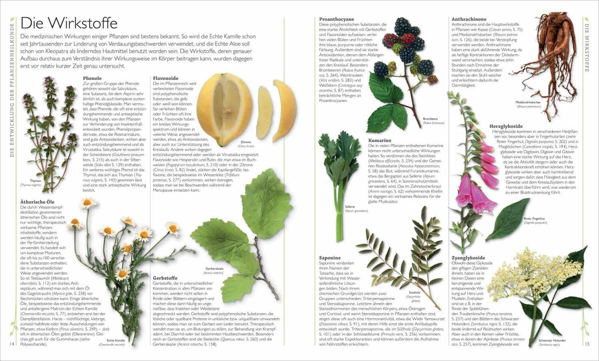 Illustration verschiedener Pflanzen und ihrer Wirkstoffe, darunter Brombeere, Kamille, Saponine, Herzglycoside und Zanglykoside.