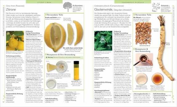 Zitronen und Ingwer: Zitronenhälfte, Zitronensaft, Ingwerwurzel, Ingwertee, und eine Hand, die Ingwer hält.