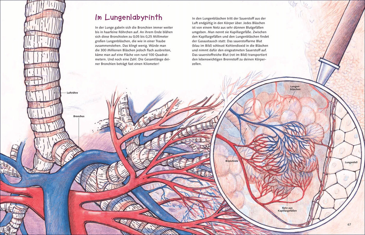 Schematische Darstellung der Lunge mit Bronchien, Blutgefäßen und Alveolen, inklusive Vergrößerung der Kapillarnetz.