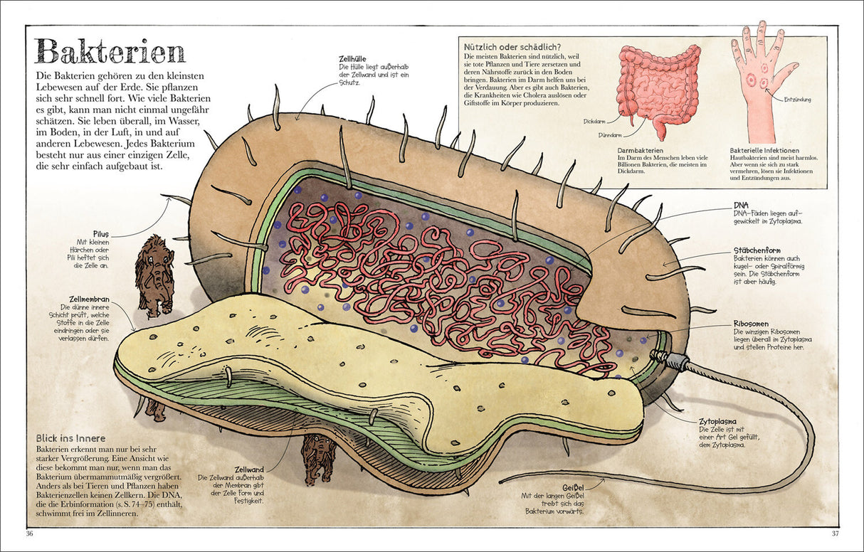 Querschnitt einer Bakterienzelle mit Beschriftungen zu Zellmembran, Zellwand, Geißel, Ribosomen, DNA, Zellhülle