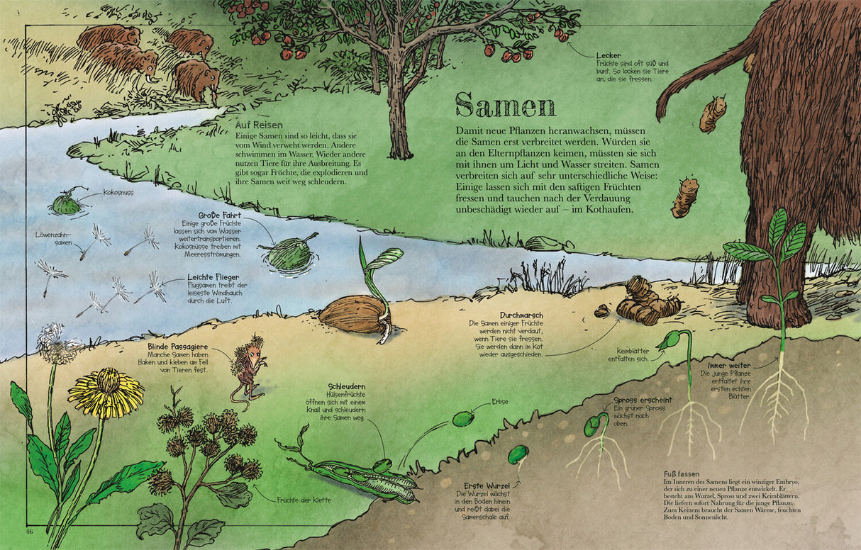 Samentwicklung, Samen, Pflanzen, Wasser, Tiere, Früchte, Keimung, Wurzeln, Blätter, Boden, Wasserstrahlung.