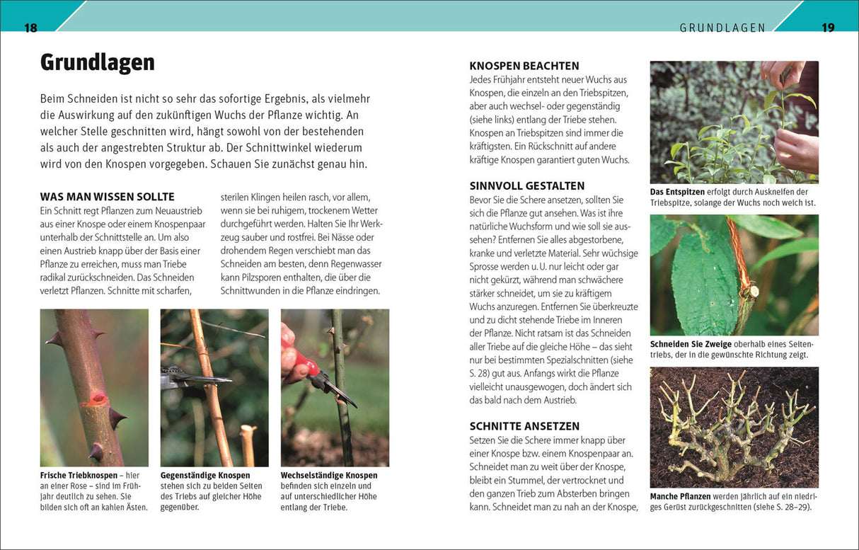 Gartenwissen Pflanzenschnitt