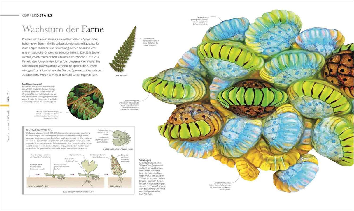 Mikrokosmos - Wunderwelt der kleinsten Lebewesen.
