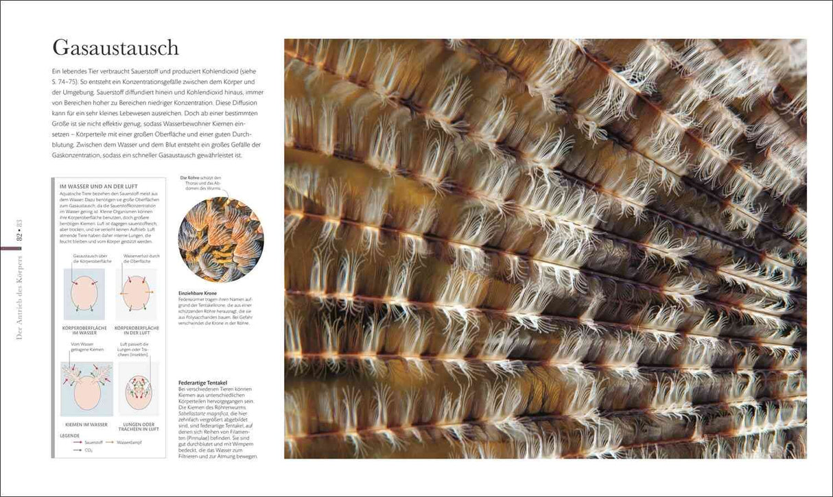 Mikrokosmos - Wunderwelt der kleinsten Lebewesen.