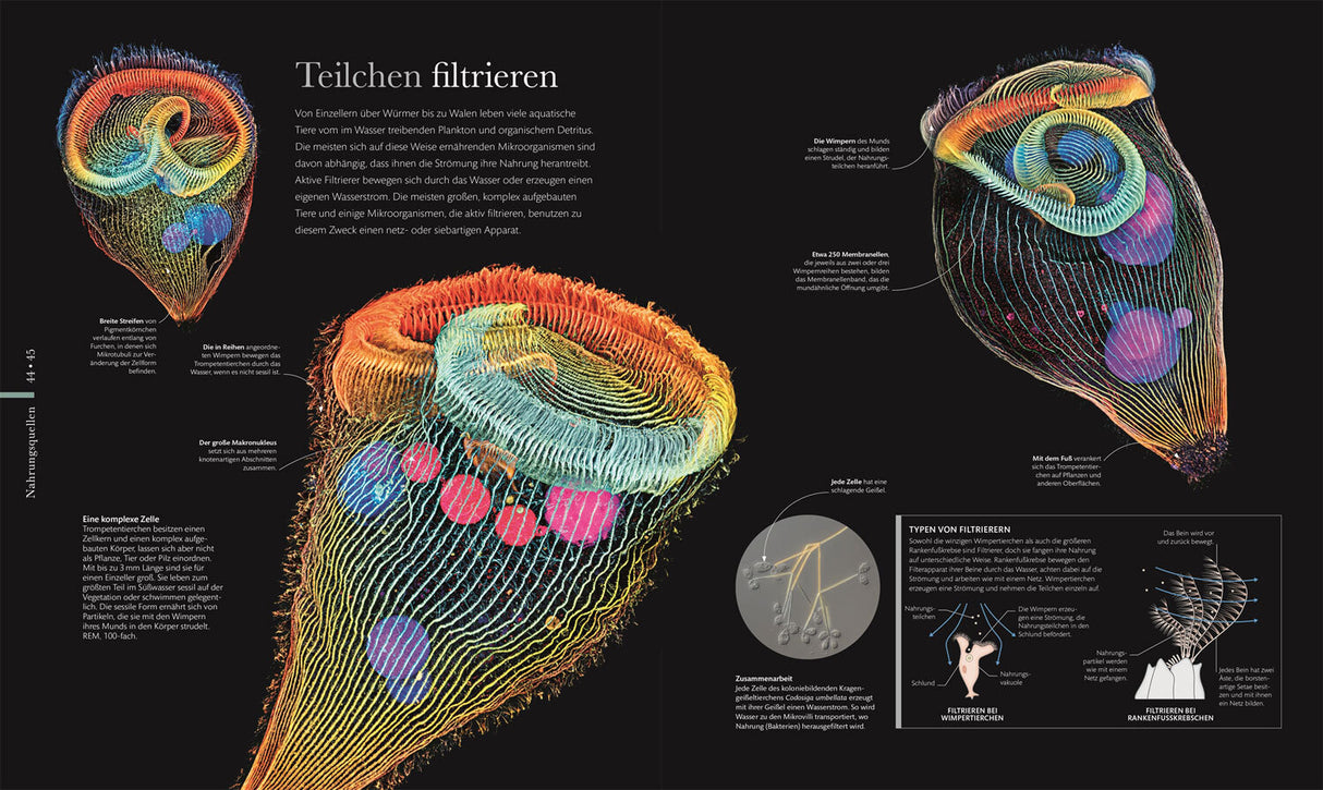 Mikrokosmos - Wunderwelt der kleinsten Lebewesen.