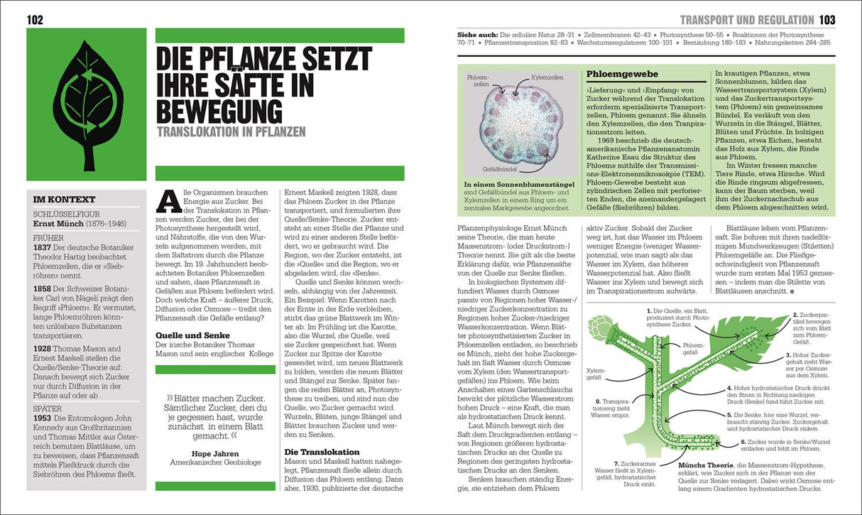 Illustration eines Phloemgewebes mit Beschriftungen und einem schematischen Ablauf der Safttransportation in Pflanzen.