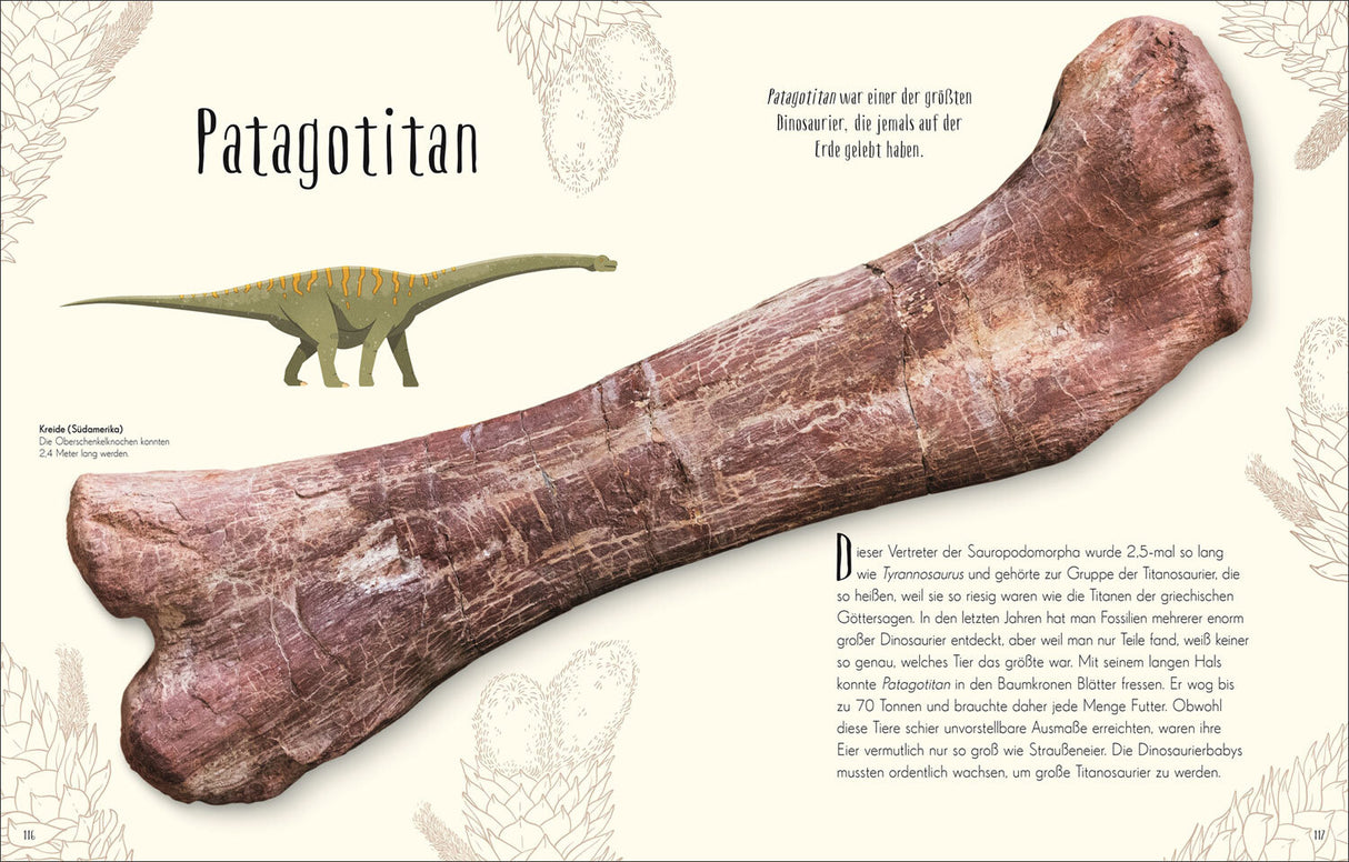Fossil eines Patagotitan-Sauriersknochens, daneben eine Illustration eines Dinosauriers.