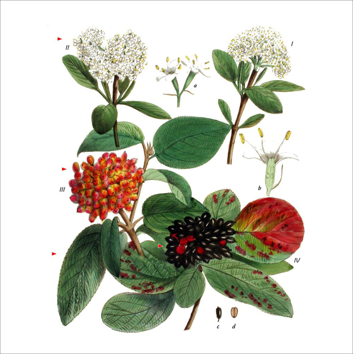 Illustration einer Pflanze mit Blüten, Beeren und Blättern, inklusive Detailansichten der Blüten und Samen.