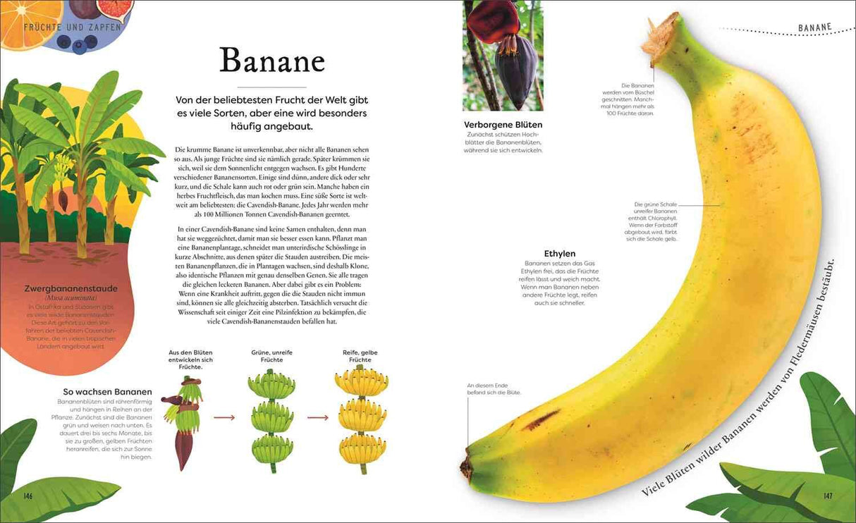 Große, gelbe Banane mit grüner Schale, auf weißem Hintergrund, mit Text und Pflanzenillustrationen.