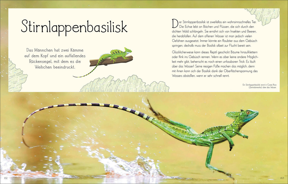 Stirnlappenbasilisk läuft auf Wasser, mit erhobenem Vorderbein, im Wasser laufend.