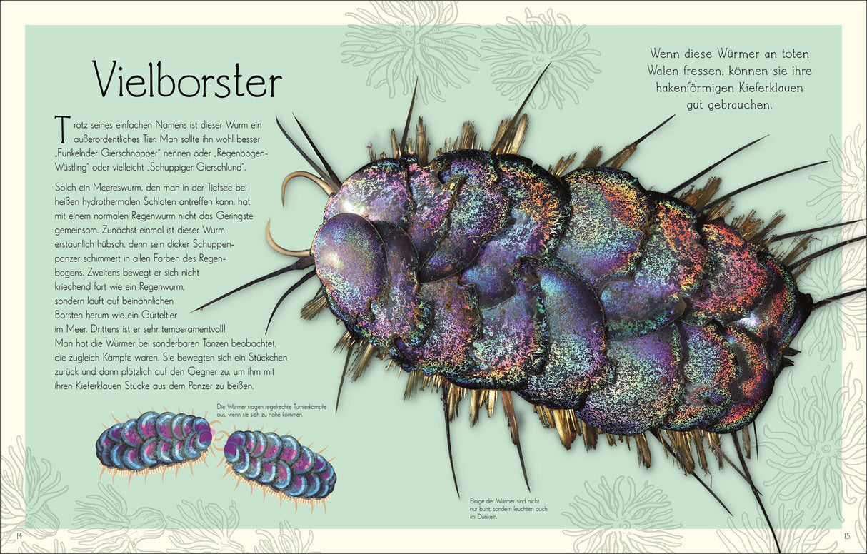 Nahaufnahme eines bunten Vielborsters mit langen, spitzen Anhängen, Text erklärt seine Merkmale und Lebensweise.