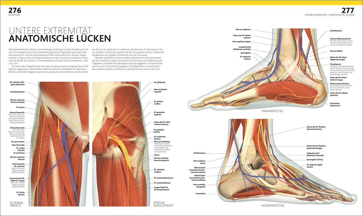 Detaillierte anatomische Illustration der unteren Extremität, zeigt Muskeln, Nerven und Knochen im Fuß und Unterschenkel.