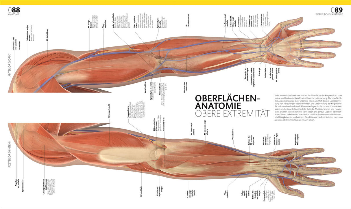 Detaillierte anatomische Illustration der Oberarm- und Handmuskulatur, -nerven und -blutgefäße, von vorne und hinten.