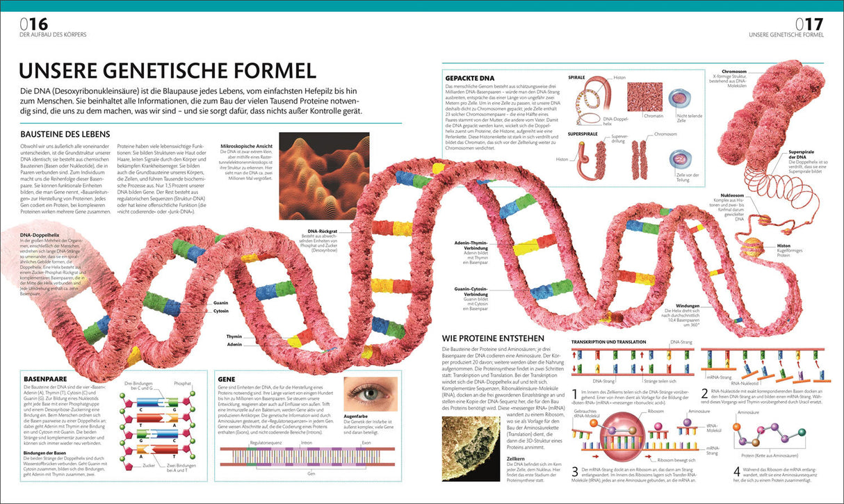 Doppelhelix-DNA mit farbigen Basenpaaren, DNA-Strang, Zellkern, DNA-Replikation, Transkription, Translation, Proteine.
