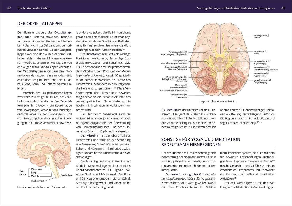 Schematische Illustration des Hirnstamms und der Lage der Hirnregionen im Gehirn, mit Beschriftungen.