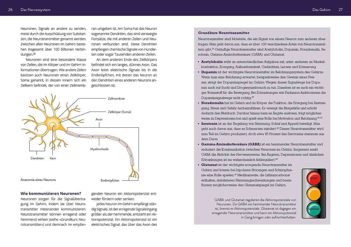 Schematische Darstellung eines Neurons mit Zellkörper, Dendriten, Axon, Myelinscheide, Endknöpfchen und Zellmembran.