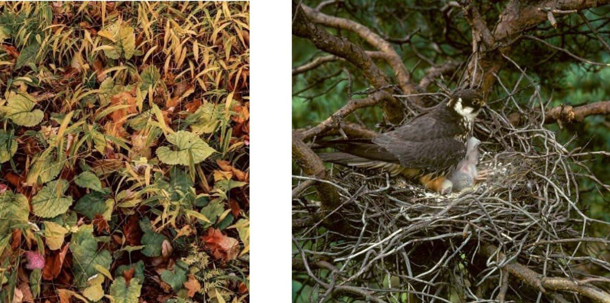 Links: Laub und Gras im Herbst, braun, grün und gelb. Rechts: Vogel im Nest mit Küken, auf Baumzweigen.