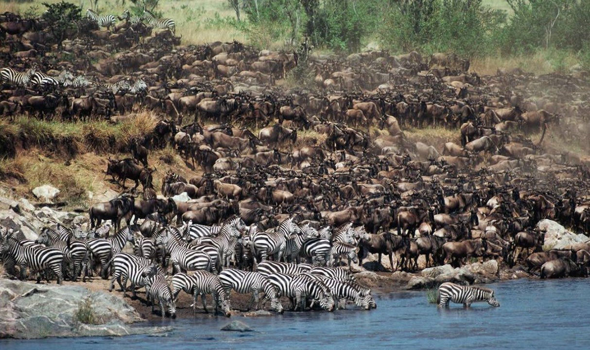 Große Herde Zebras und Antilopen am Flussufer, mit Wasser im Vordergrund und Bäumen im Hintergrund.