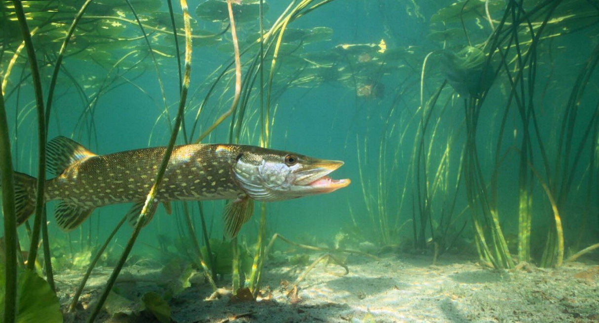 Forelle schwimmt im Wasser unter Wasserpflanzen.
