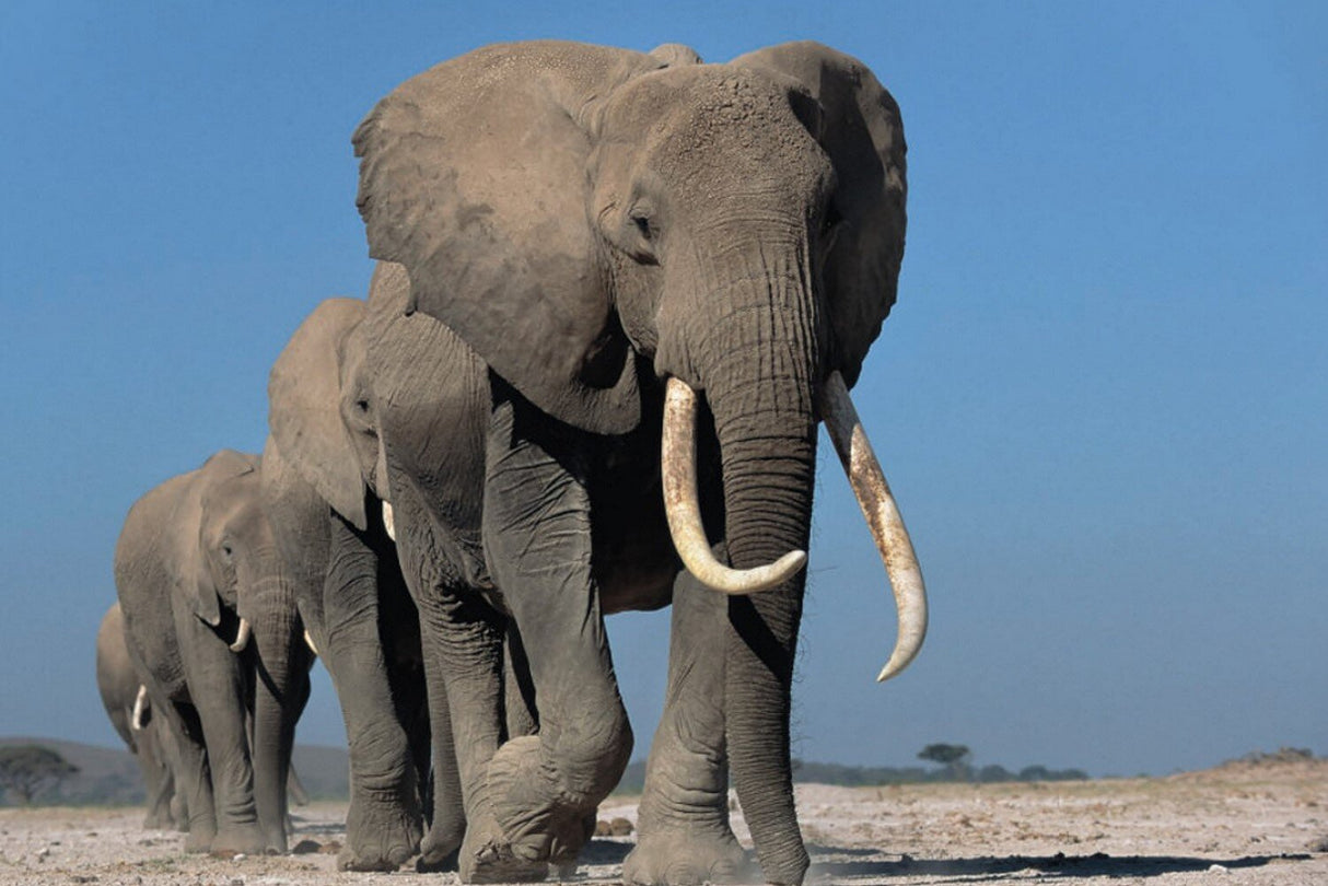 Drei Elefanten laufen auf einer trockenen, offenen Landschaft unter blauem Himmel.