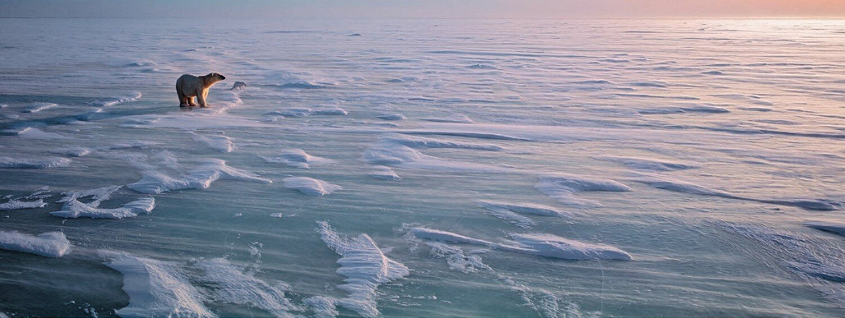 Ein Eisbär läuft auf einer schneebedeckten, gefrorenen Meeresfläche bei Sonnenuntergang.