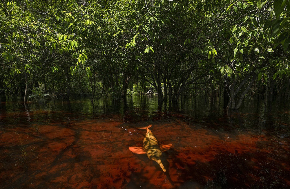 Krokodil schwimmt im Wasser unter grünen Mangrovenbäumen.