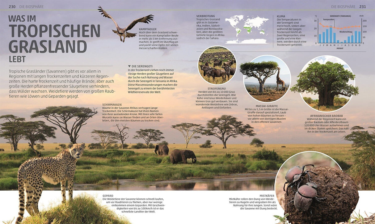 Savannenlandschaft mit Giraffe, Löwen, Elefanten, Baum, Wasser, Himmel und Textinformationen zu Tieren und Klima.