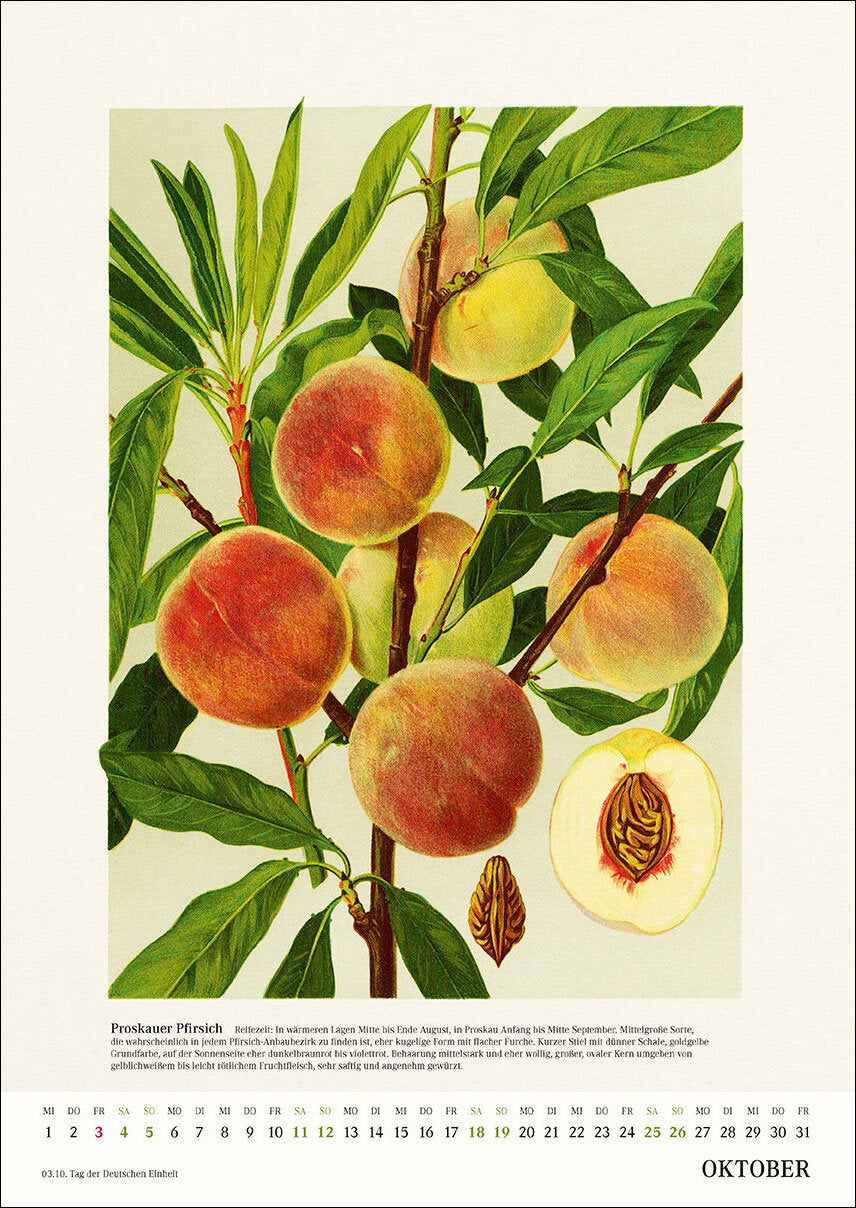 Alte Obstsorten Wandkalender 2025