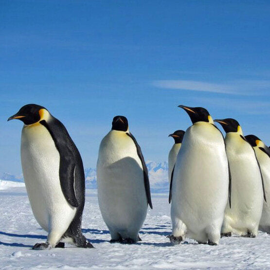 Antarktis. Die Wanderung der Pinguine