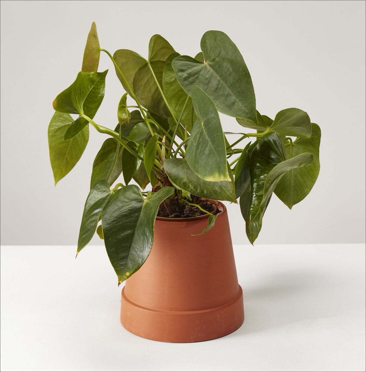 Topfpflanze mit großen, grünen, herzförmigen Blättern in terrakottafarbener Tontopf.