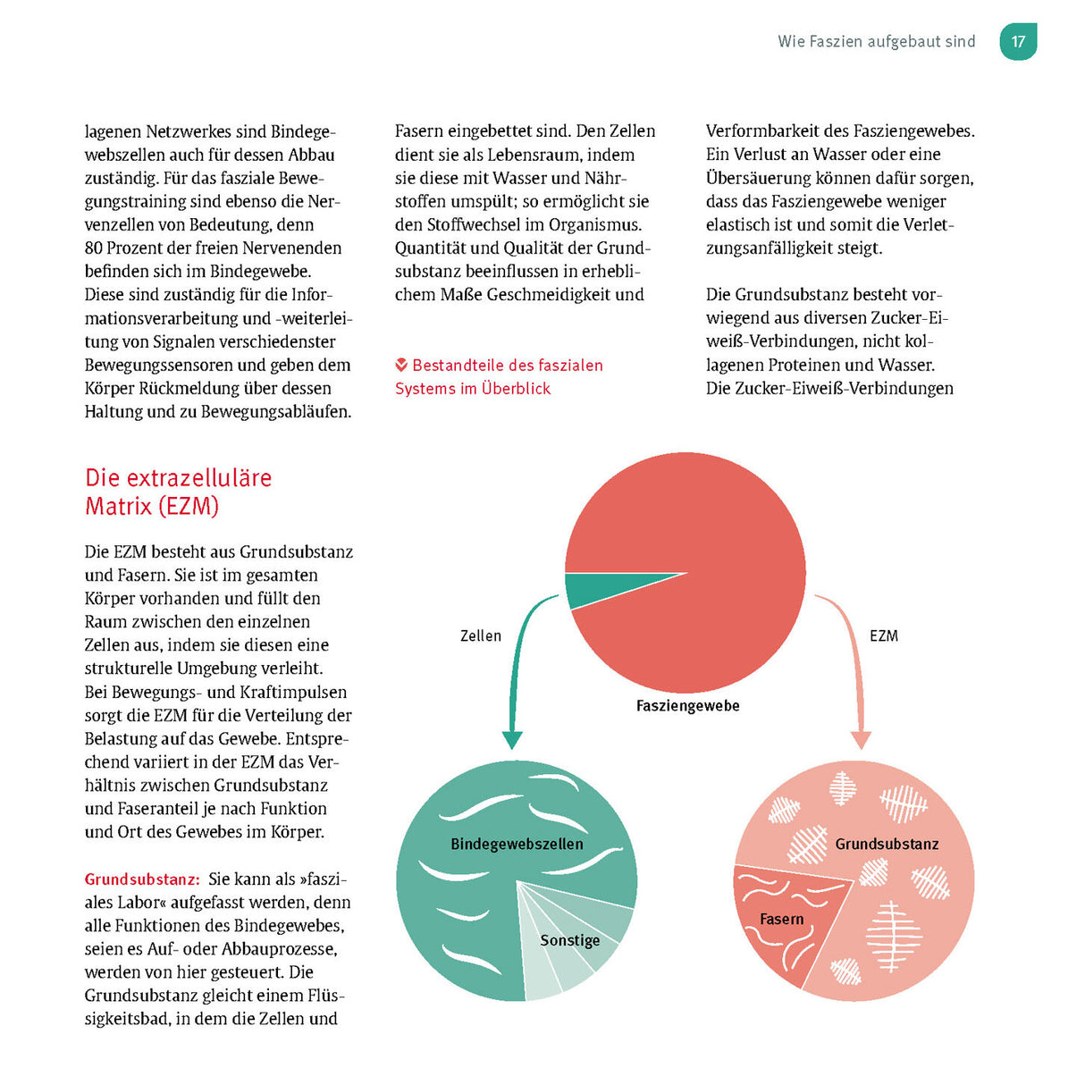 Diagramm zeigt die Bestandteile des faszialen Systems, bestehend aus Fasern, Grundsubstanz und Zellen.