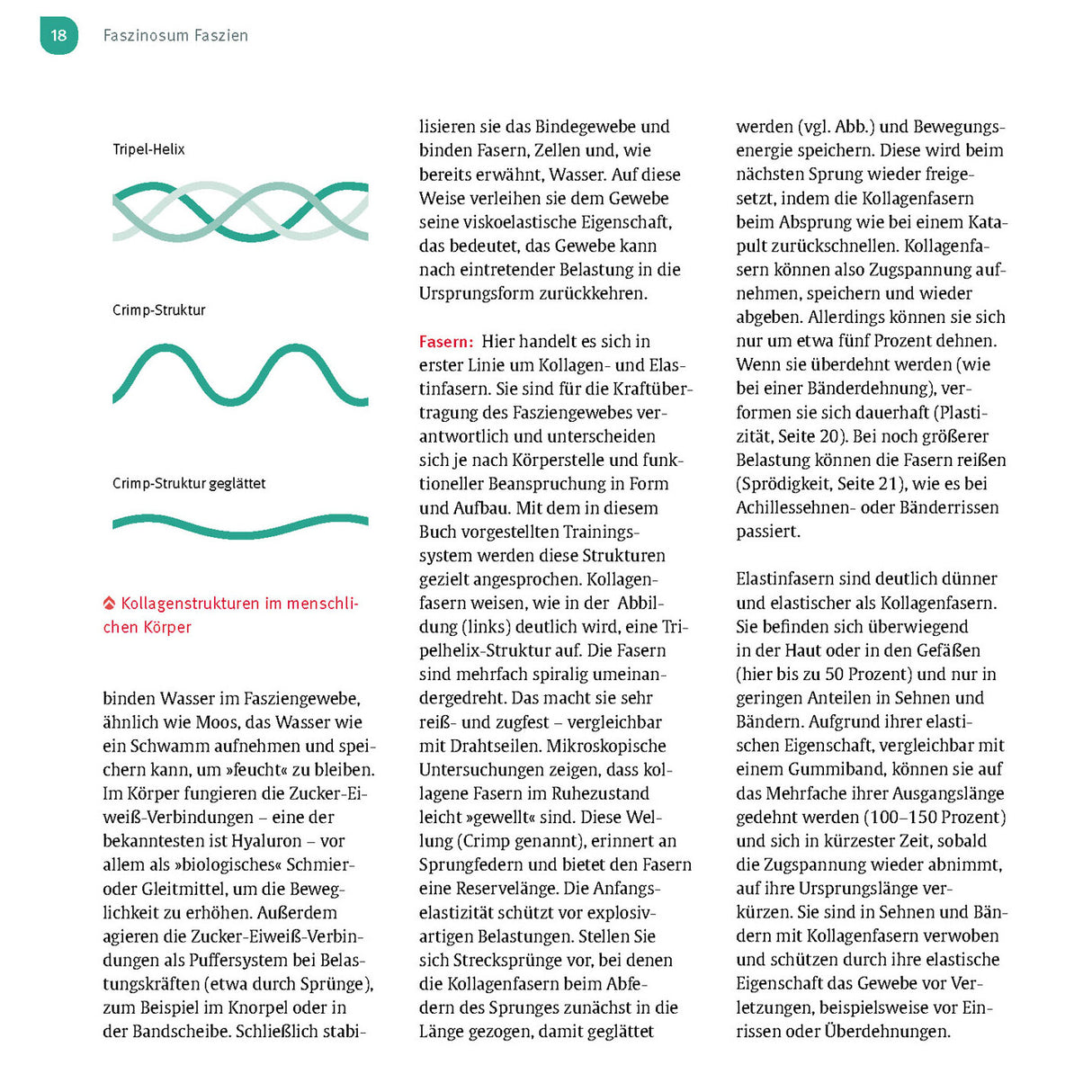 Diagramme von Spiralstrukturen und Textabschnitt über Kollagenfasern im menschlichen Körper.