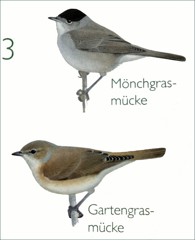 Die singende Vogeluhr